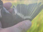 hybrid1.jpg (15986 byte)
